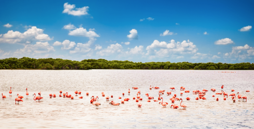 TOURS AVALAN-VISITA LAS COLORADAS. AGUAS DE UN ROSADO IRREAL